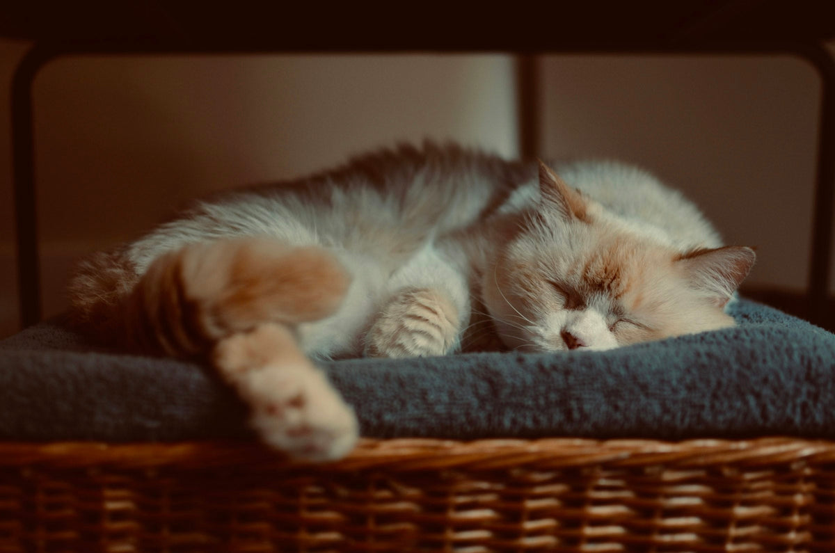 Cat sleeping in a cozy basket bed