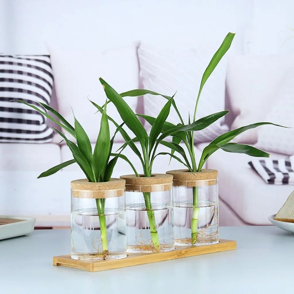 Clara Hydroponic Glass Vase